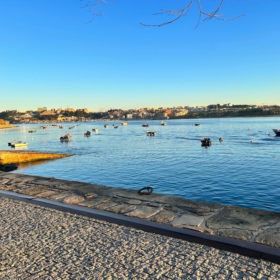 a flock of birds sitting on top of a sandy beach